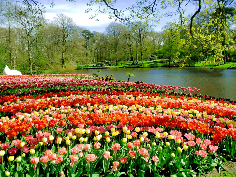 Lễ hội hoa Tulip lớn nhất miền Bắc Việt Nam chủ đề sắc màu Hà Lan
